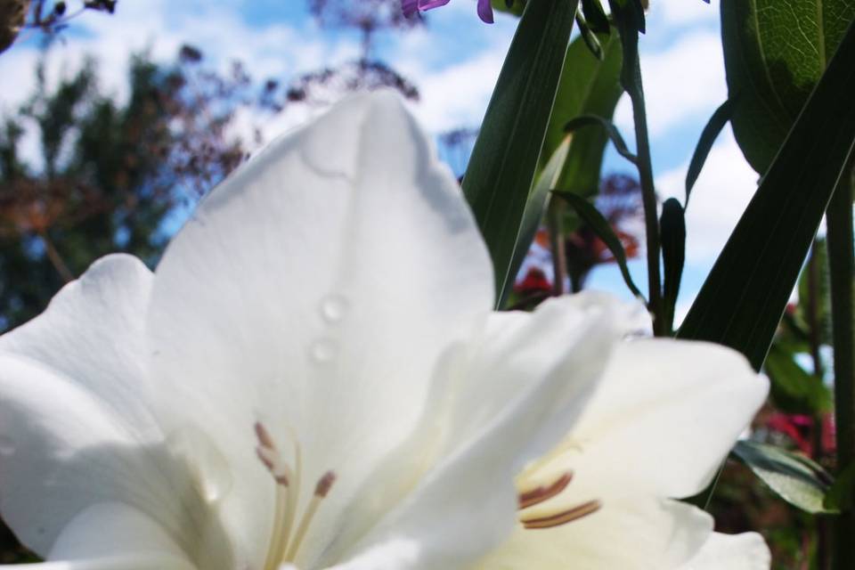 Bianco
