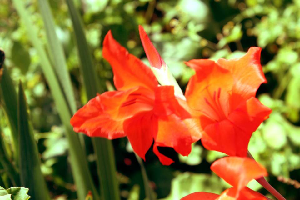 Rosso