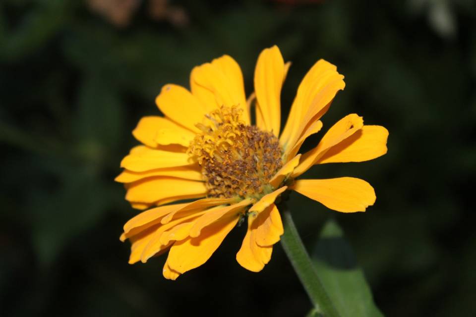 Giallo.