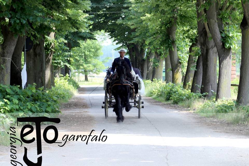 Viale alberato