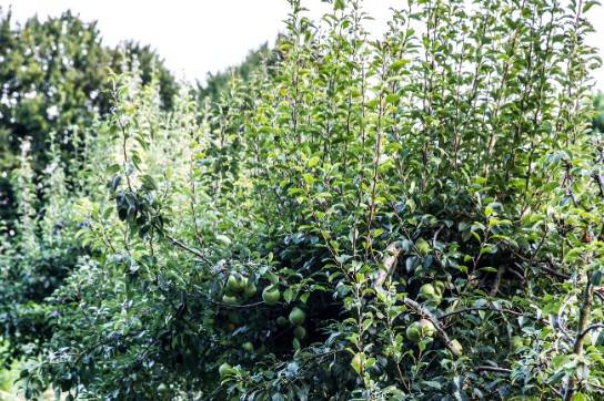 Il giardino e gli alberi