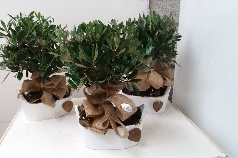 Bomboniera bonsai ulivo