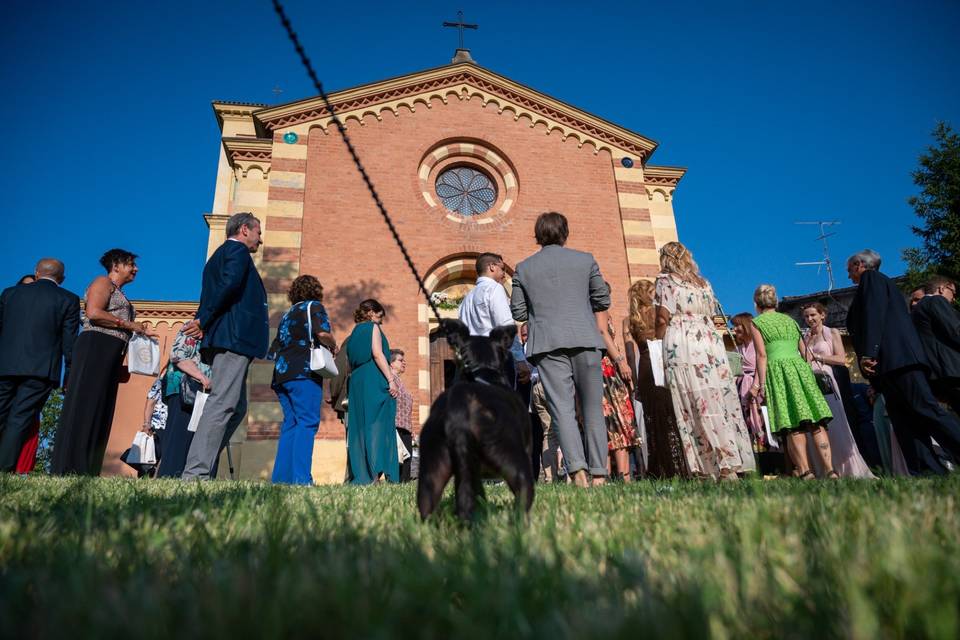 Wedding dog sitter