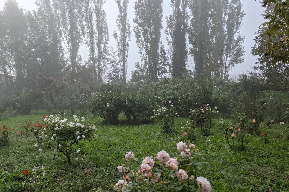 Il roseto