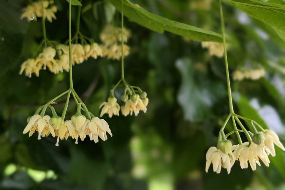 Fiori di tiglio