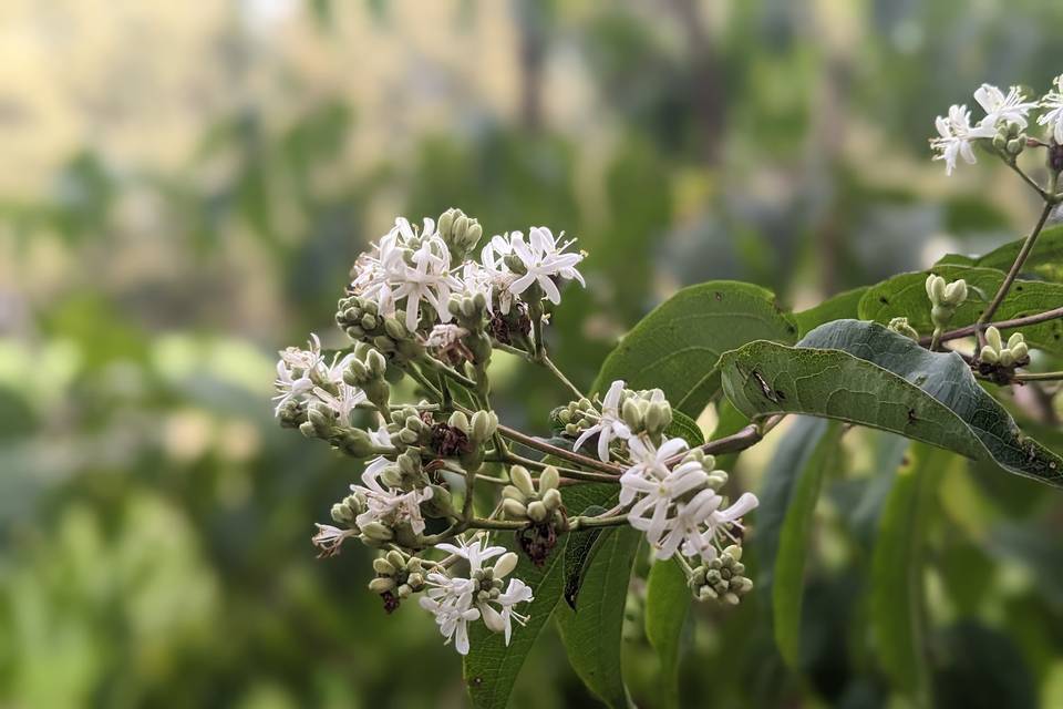 Fiori di Heptacodium