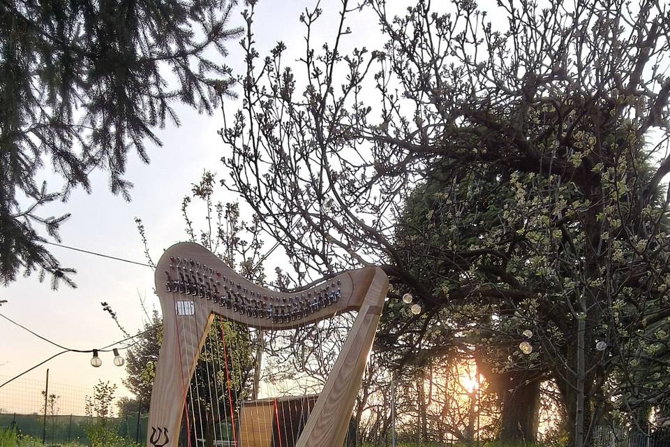 Harp