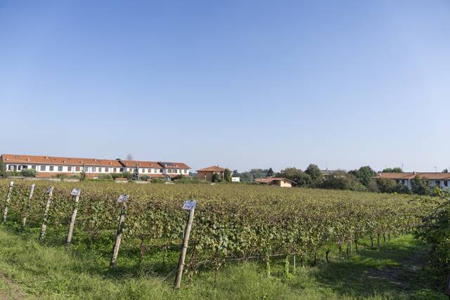 Il Nostro Vigneto