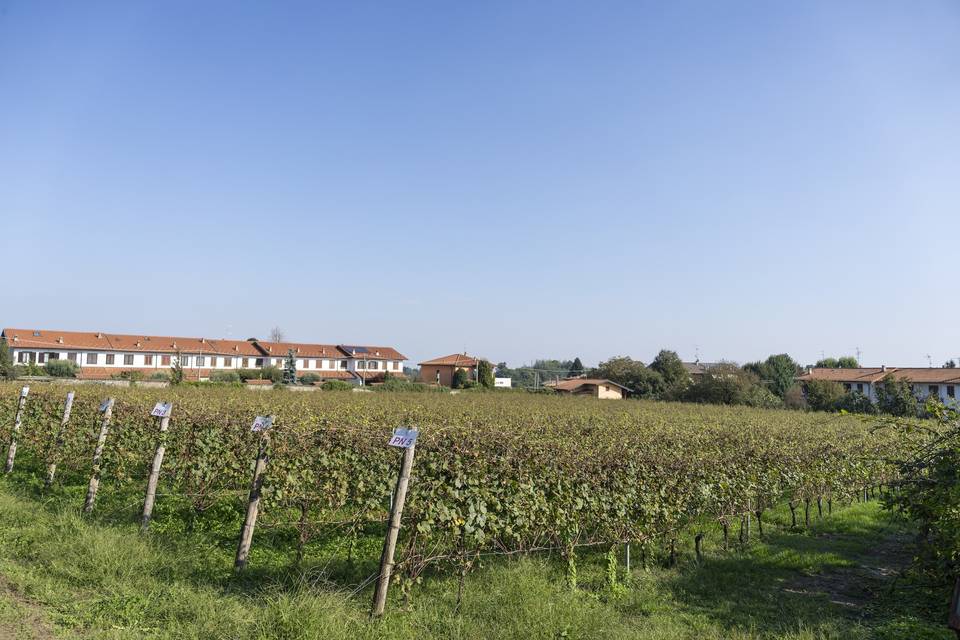 Il Nostro Vigneto