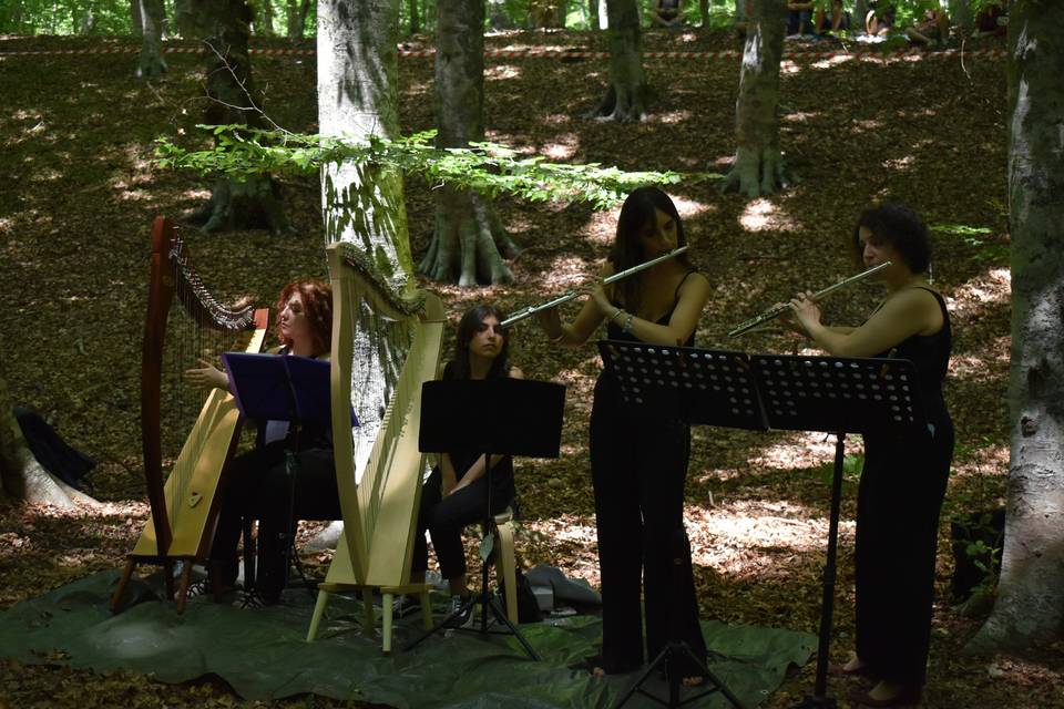 Quartetto di arpe e flauti