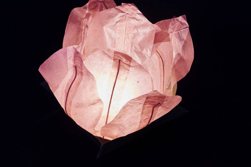 Ninfea lanterne galleggianti
