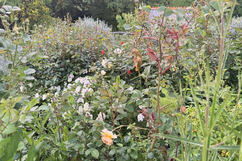 Fiori