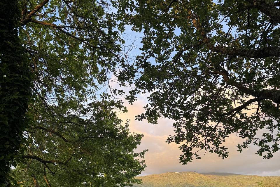 Tramonto in vigna