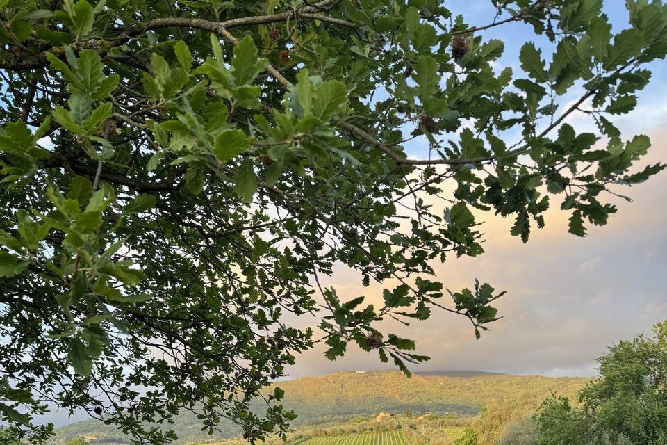 Vista vigne