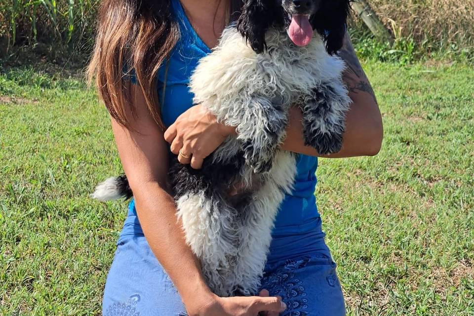 La toelettatura del tuo cane per un concorso di bellezza