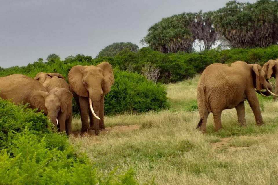 Parco Tsavo Kenya