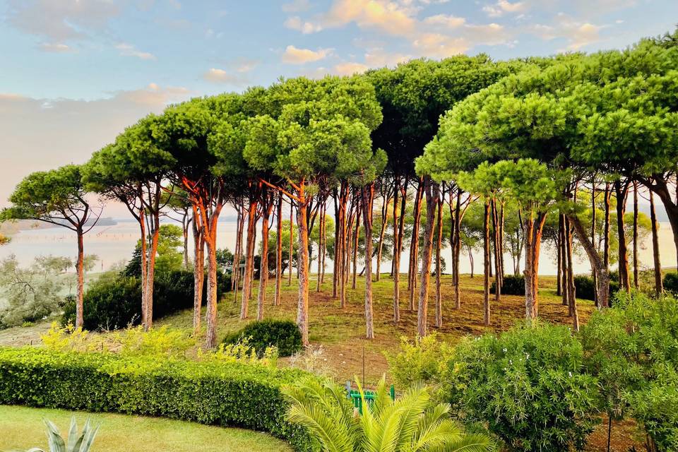 Pineta