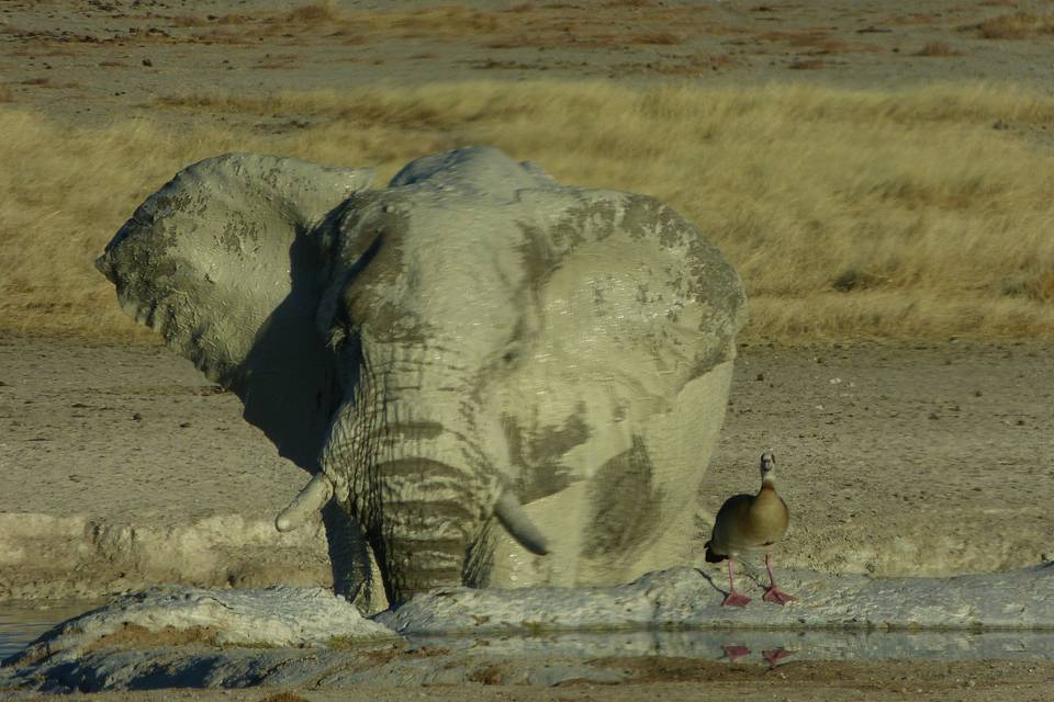 Namibia - Etosha NP