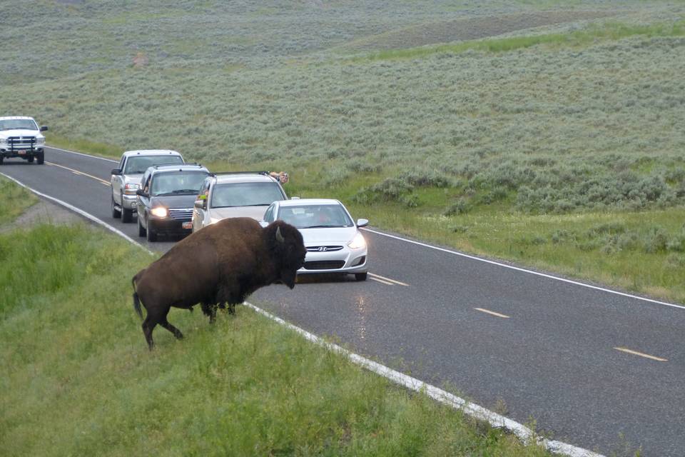 USA- Yellowstone NP