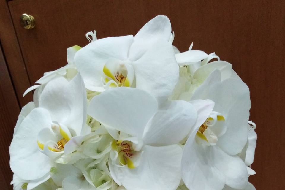Orchideee