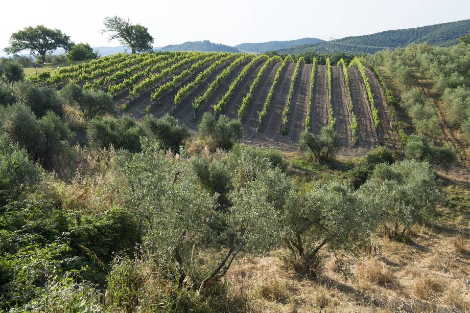 Agriturismo Poggio Corbello