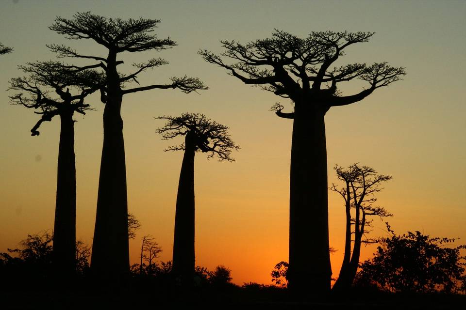 Baobab - Madagascar