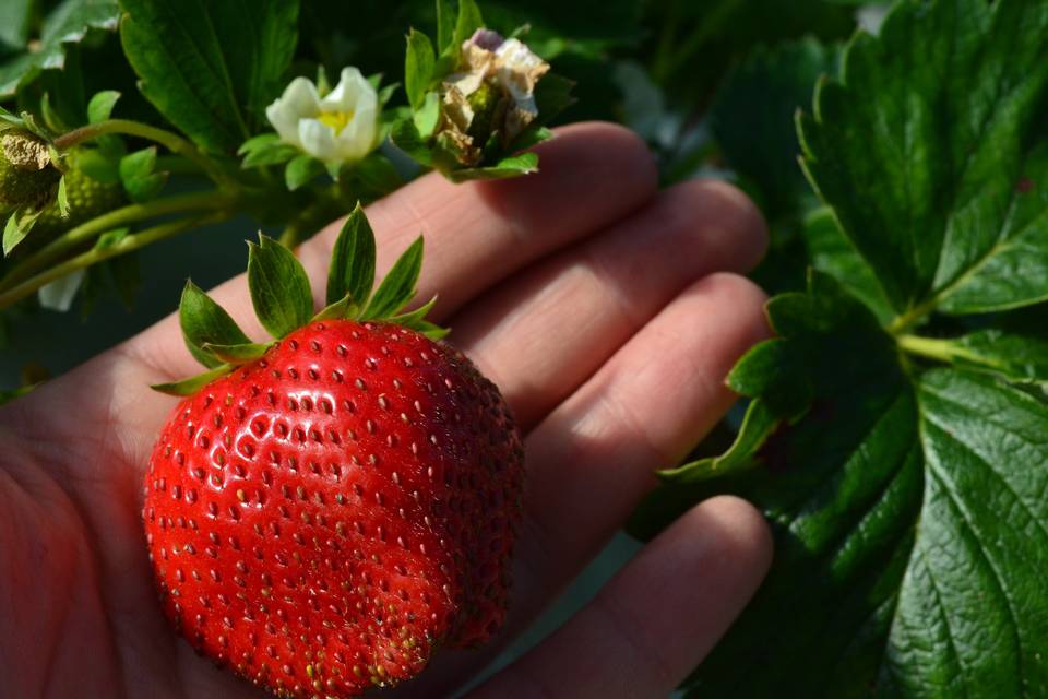 Fragole bio