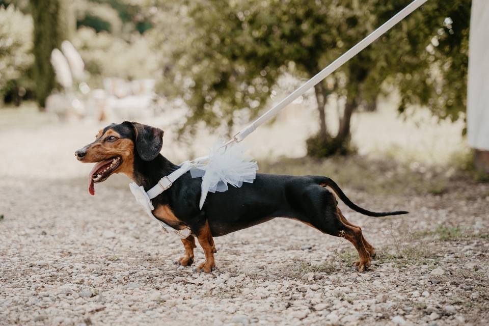 Cagnolino sposi