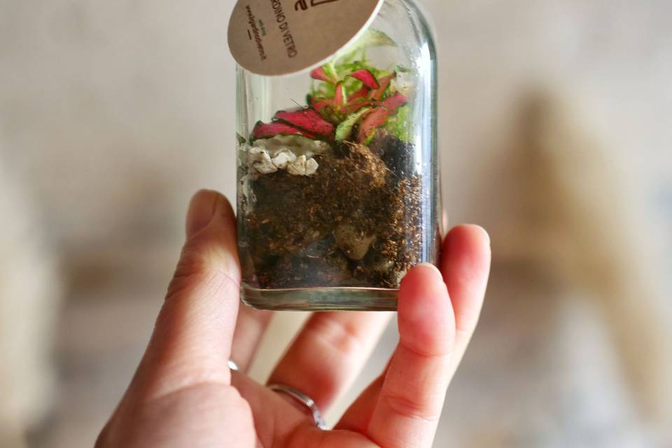 Terrarium bomboniera