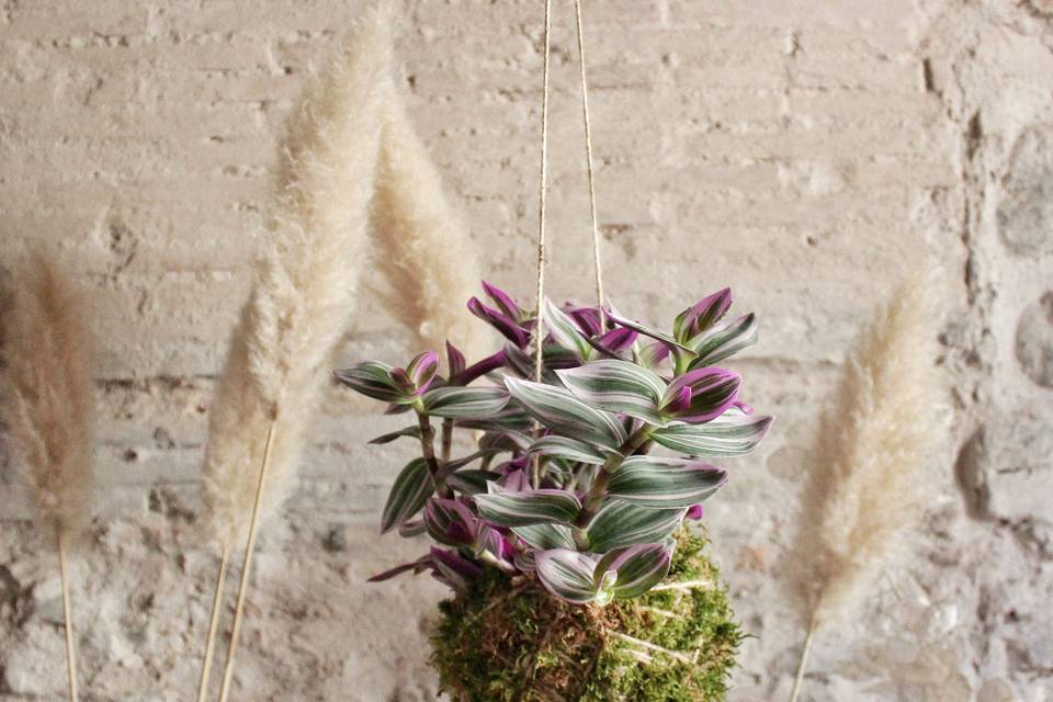 Tradescantia nanouk kokedama