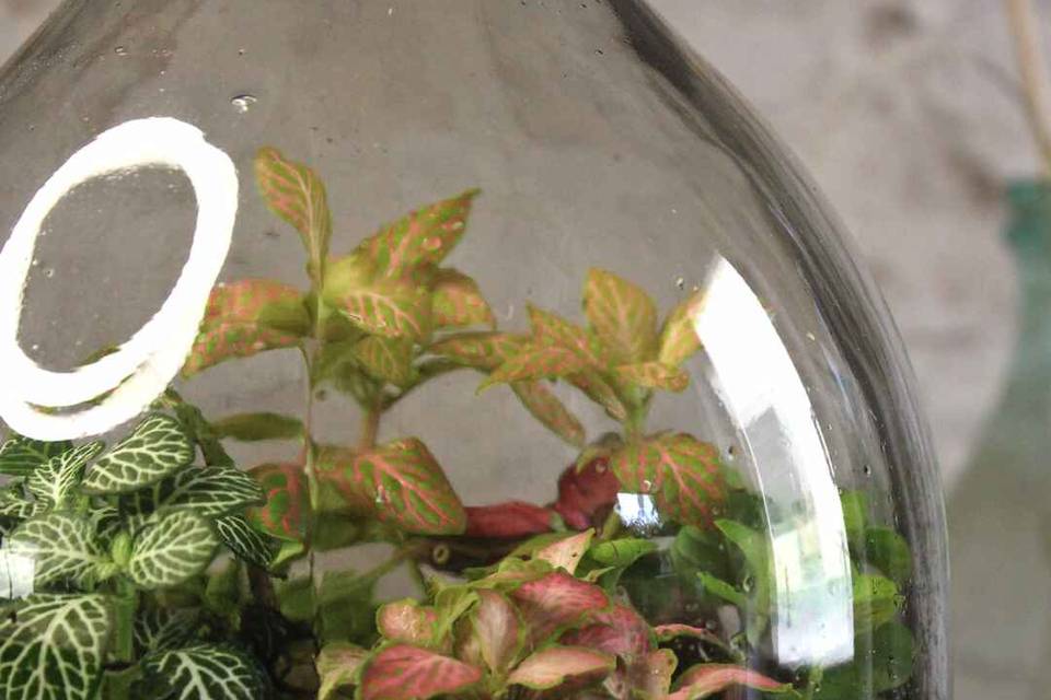 Terrarium Damigiana 5 litri