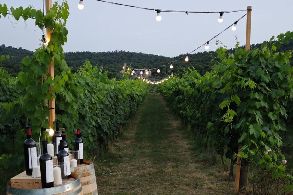 Lights set for vineyard