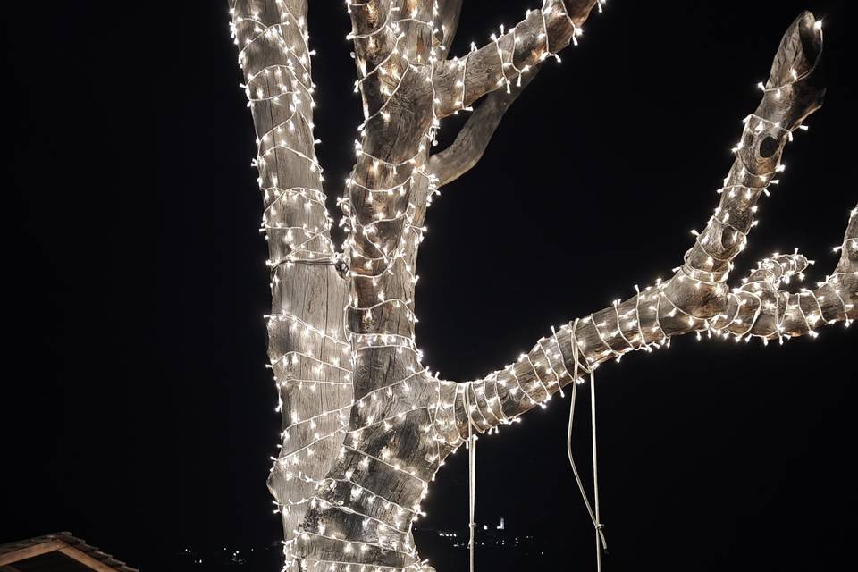 Light set on tree