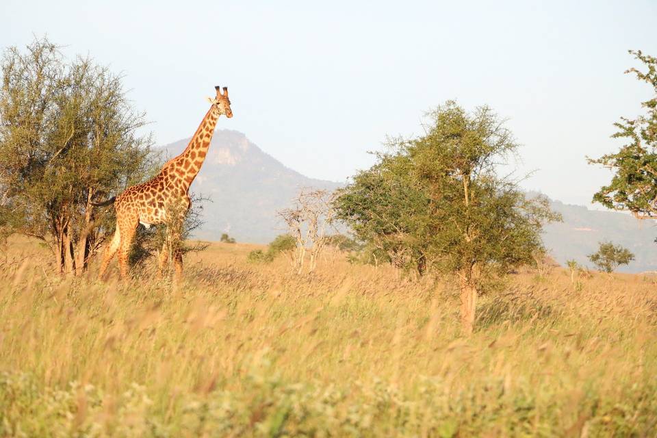 Tanzania - safari