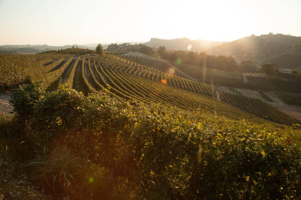 I nostri vigneti