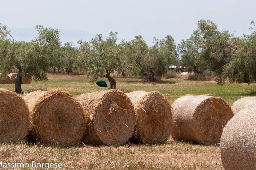 Massimo Borgese Fotografo