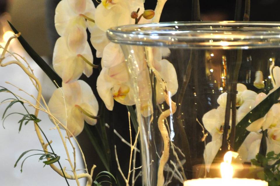 Orchidee