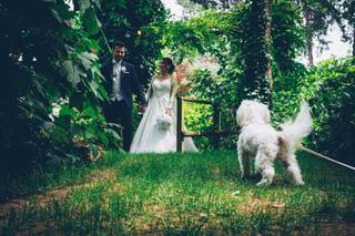 Alice Wedding Dog Sitter