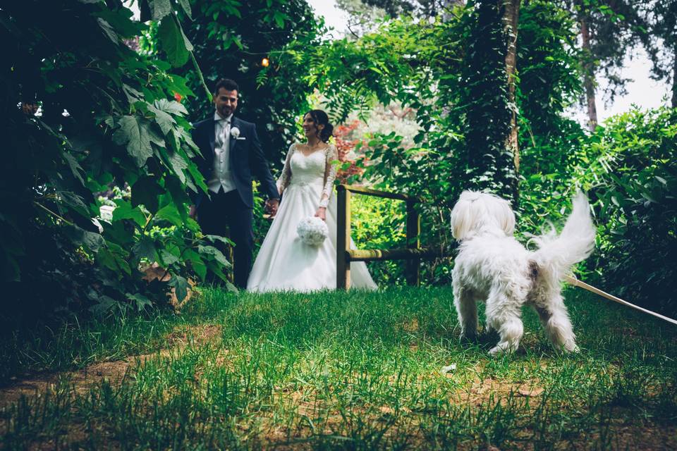 Alice Wedding Dog Sitter