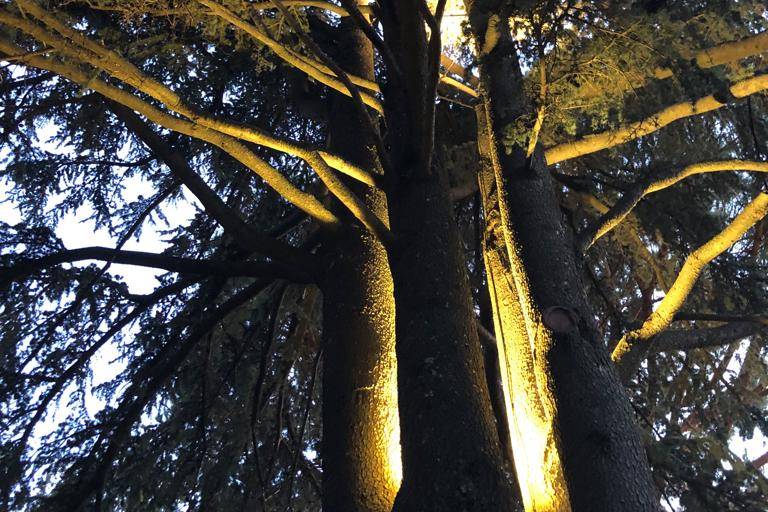 Albero madre del giardino