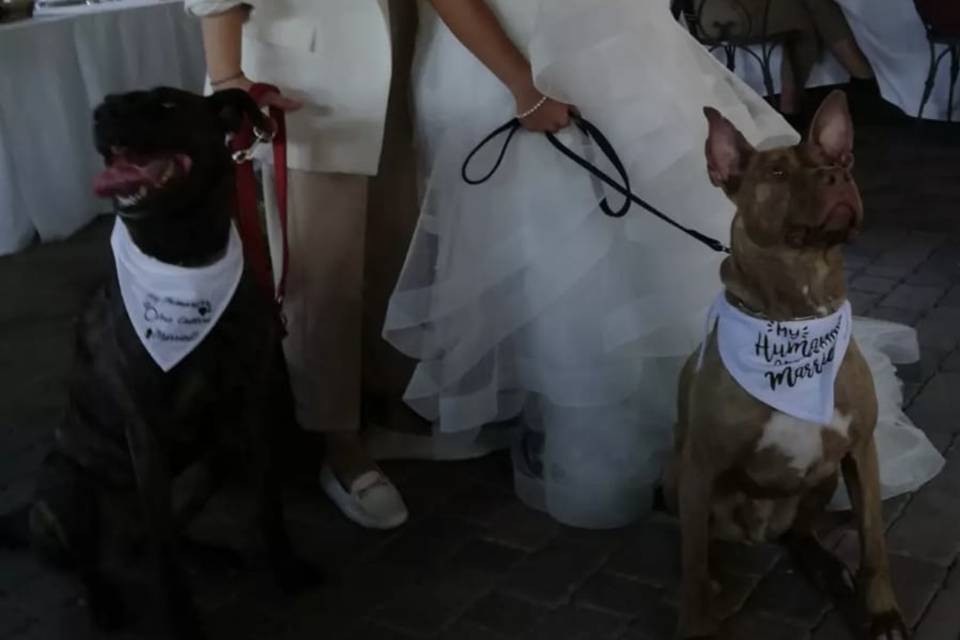 Wedding dog sitter