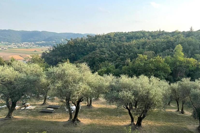 Relax tra gli ulivi