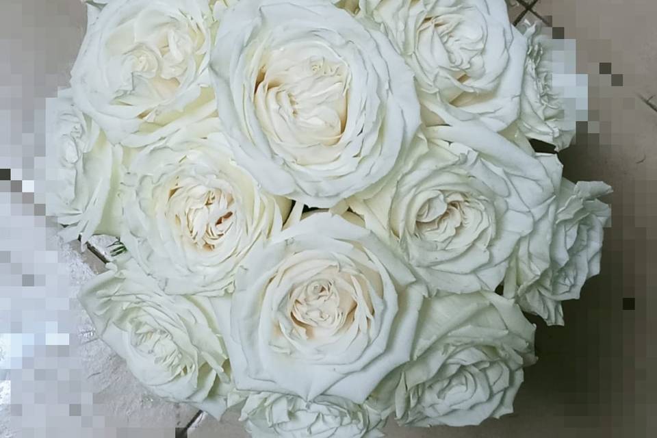 Bella Flora MP