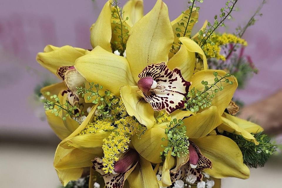 Bella Flora MP