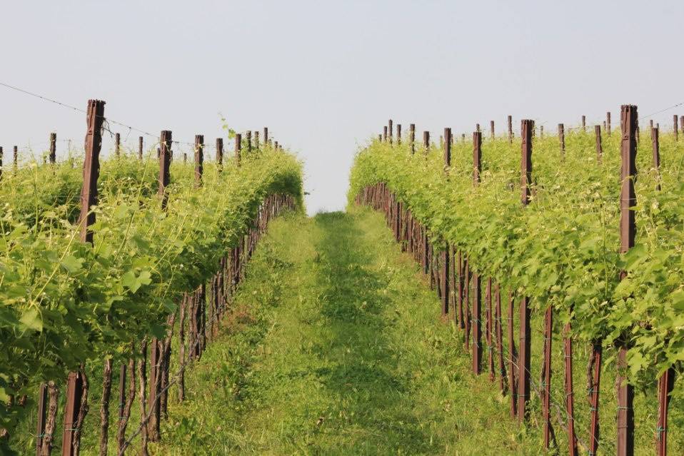 Tenuta vinicola Le Forge