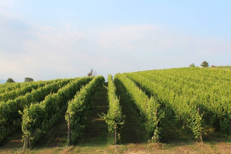 Tenuta vinicola Le Forge