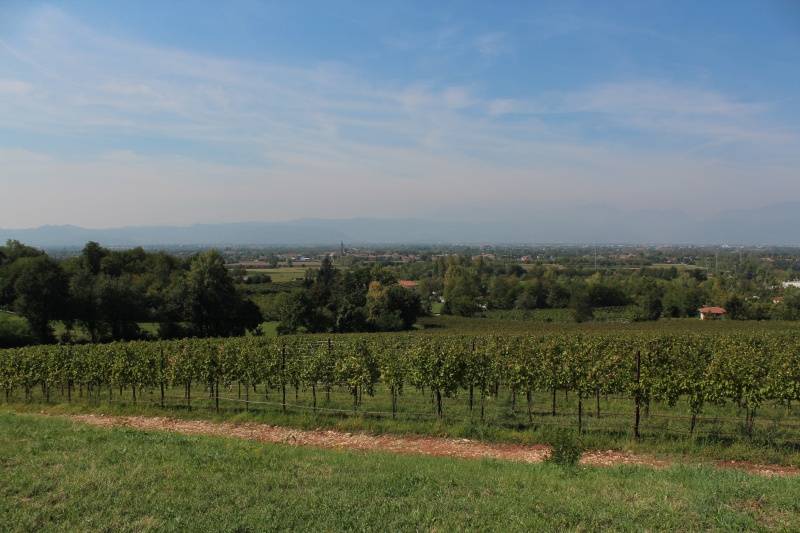 Tenuta vinicola Le Forge