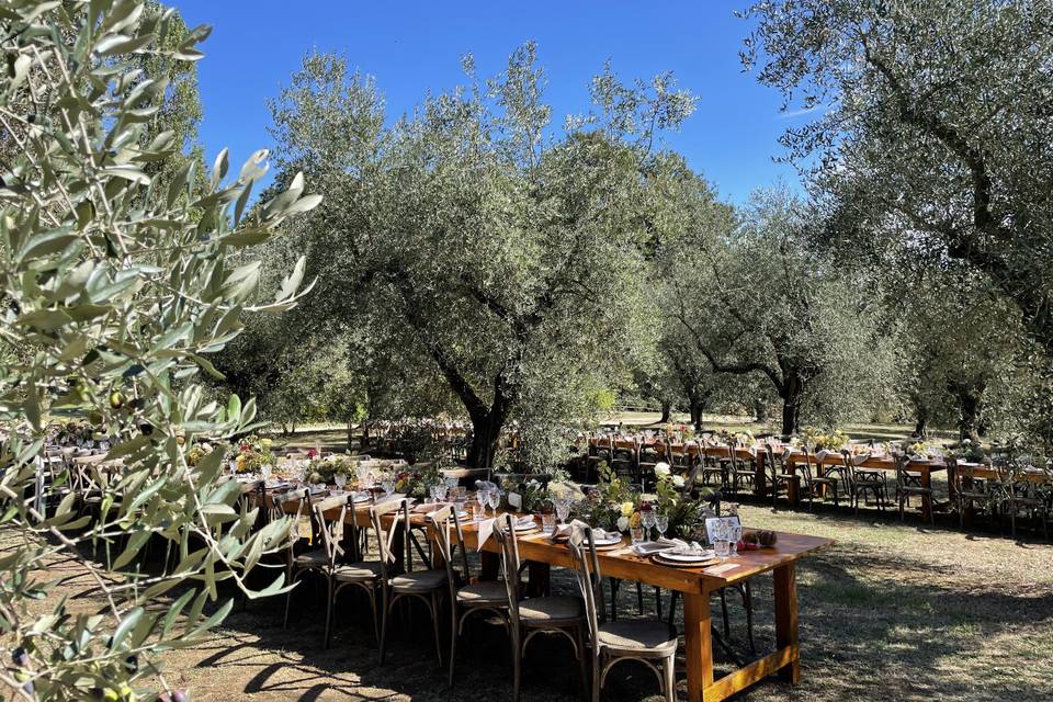 Pranzo tra gli ulivi