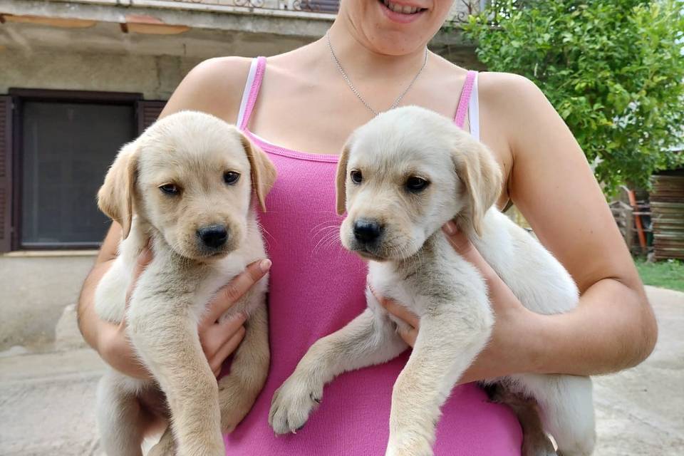 Scricciolo & Pippo