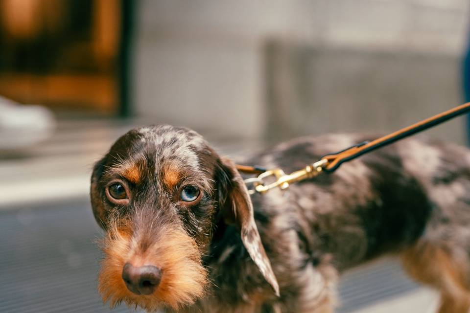 Cagnolino
